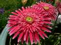 Pink gerbera 1